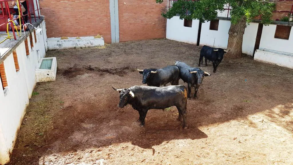 Los ‘victorinos’ ya están en los corrales de la plaza de toros