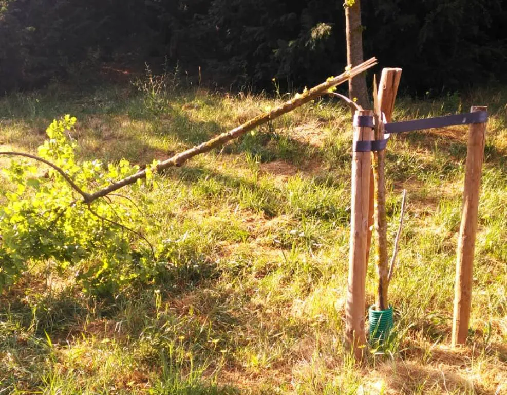 Aparecen ocho árboles tronzados y dos farolas derribadas en el entorno de la Quinta