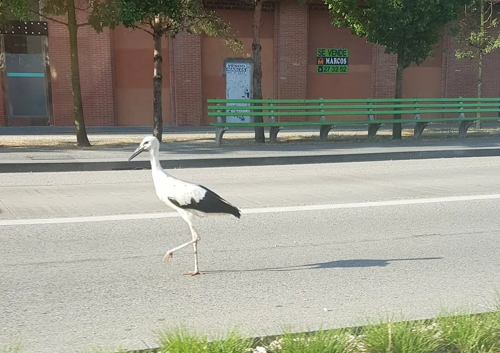 La Policía reduce a una cigüeña que se encontraba deambulando por el Bulevar Ferroviario