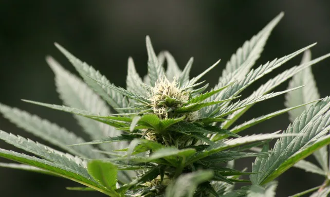 El cannabis es ya la droga ilegal más consumida por los jóvenes españoles