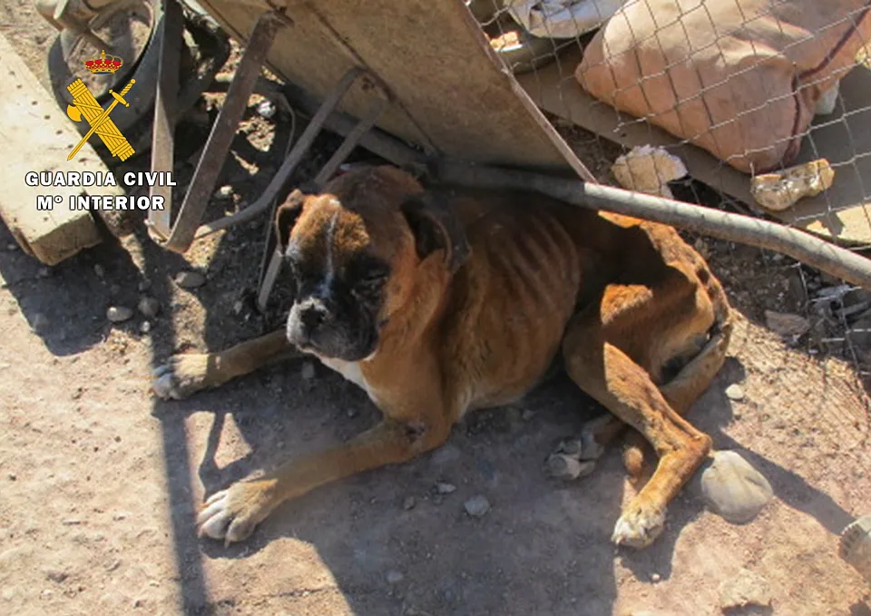 La Guardia Civil detiene a un criador de perros por un delito de maltrato animal