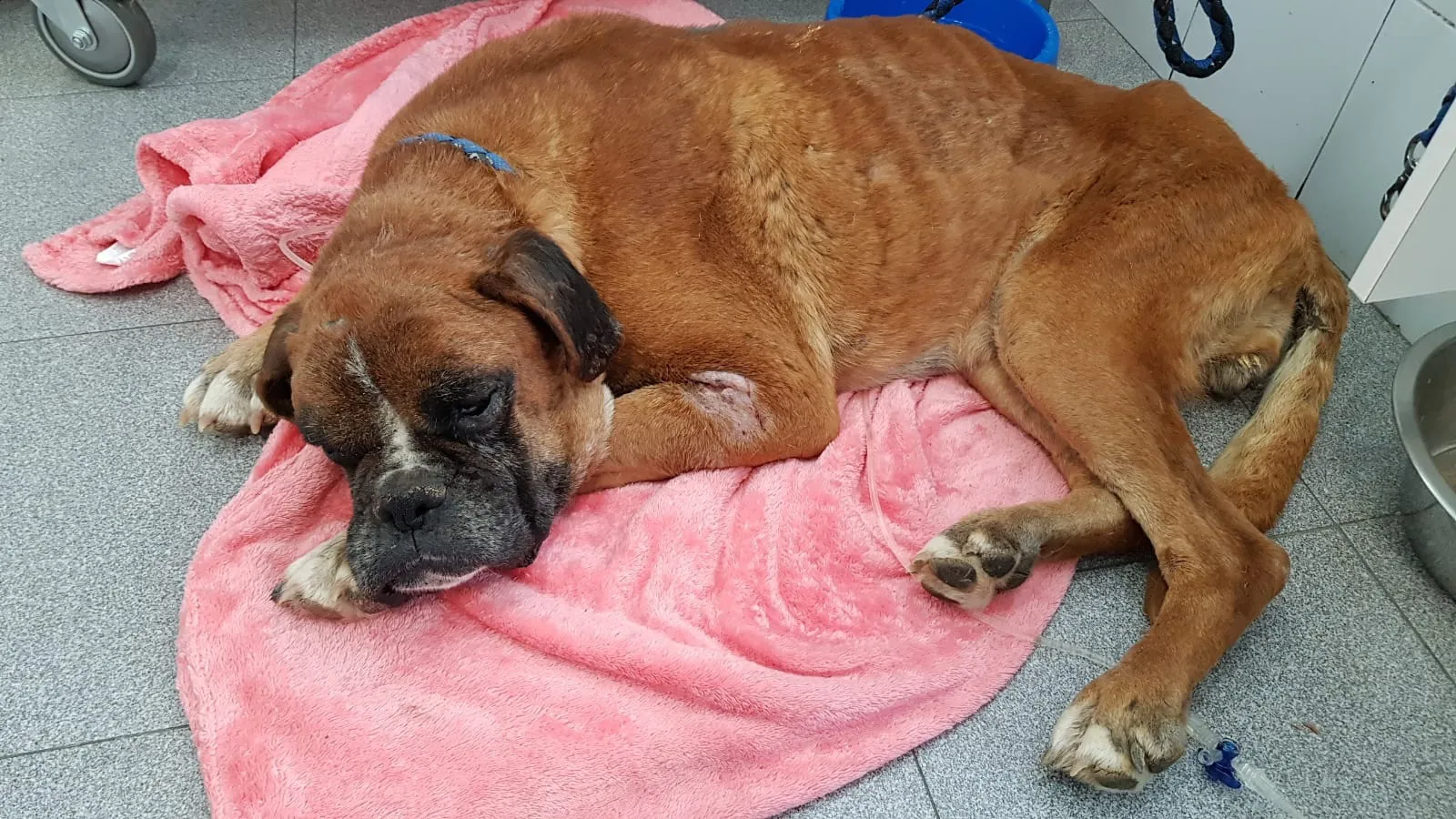 Protección Animal Burgos exige a la Junta que se intervenga de forma inmediata a los 140 perros que siguen en el criadero de Melgar de Fernamental