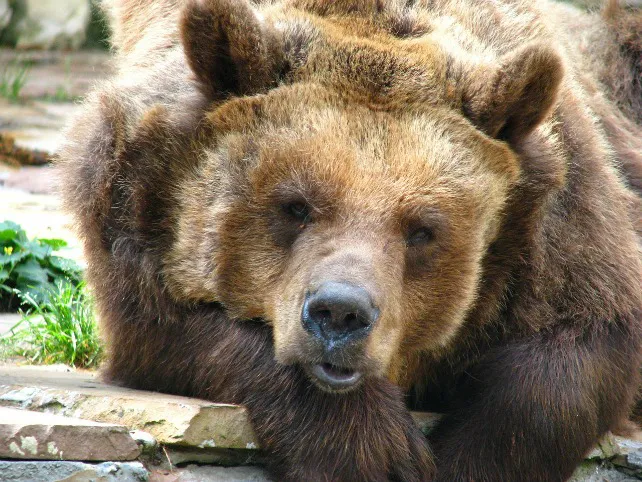 115 cámaras automáticas de alta tecnología estudiarán los hábitos del oso pardo