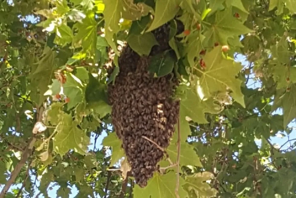 Los bomberos de Burgos intervienen en dos enjambres de abejas