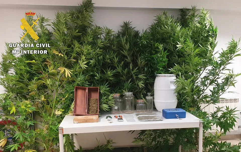 Descubren una plantación de marihuana en un chalé del Alfoz