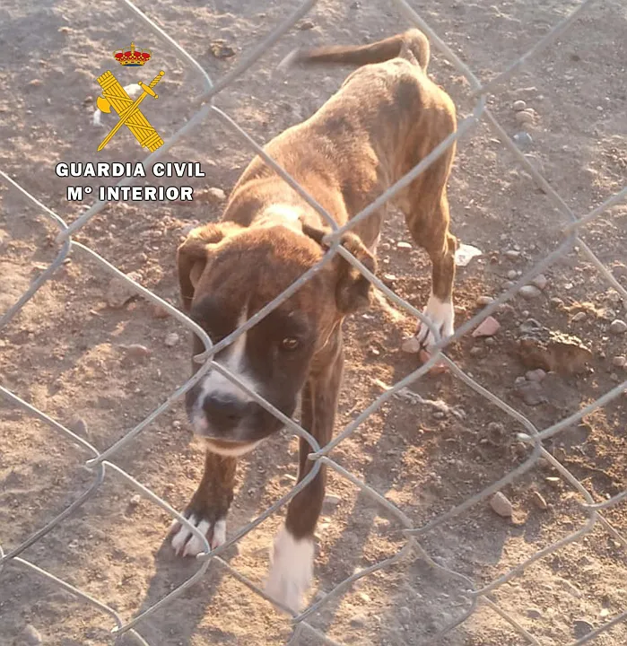 La Guardia Civil investiga a tres personas tras la denuncia por maltrato de animales y estafa