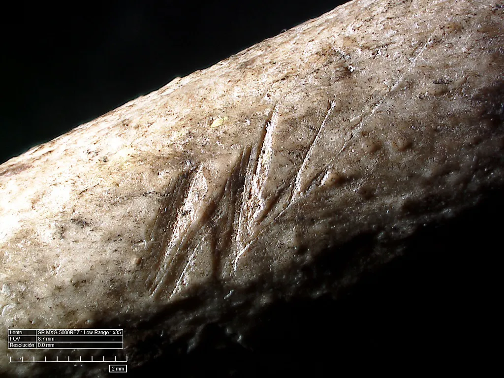 Las plumas podrían haber sido utilizadas hace más de 300.000 años en Oriente Próximo