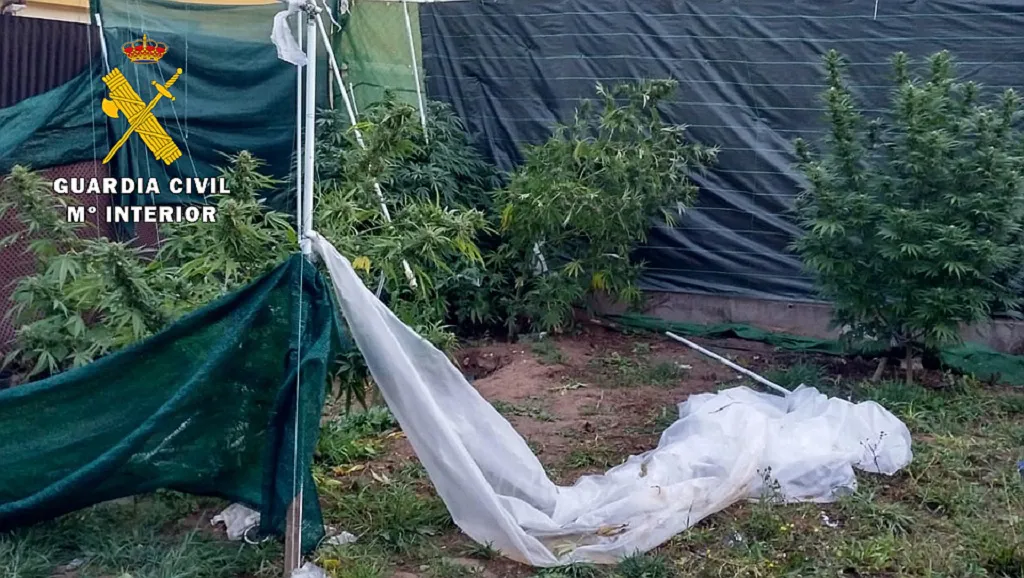 Descubren dos plantaciones de marihuana