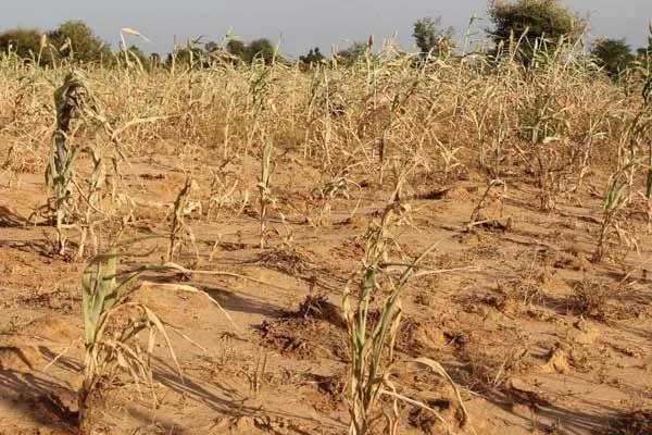 Segunda línea de ayudas a las explotaciones agrarias para paliar los efectos de la sequía