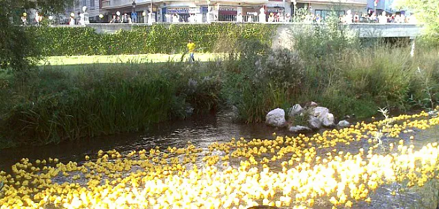 Ya puedes apadrinar tu patito para la carrera que se celebrará el 12 de octubre