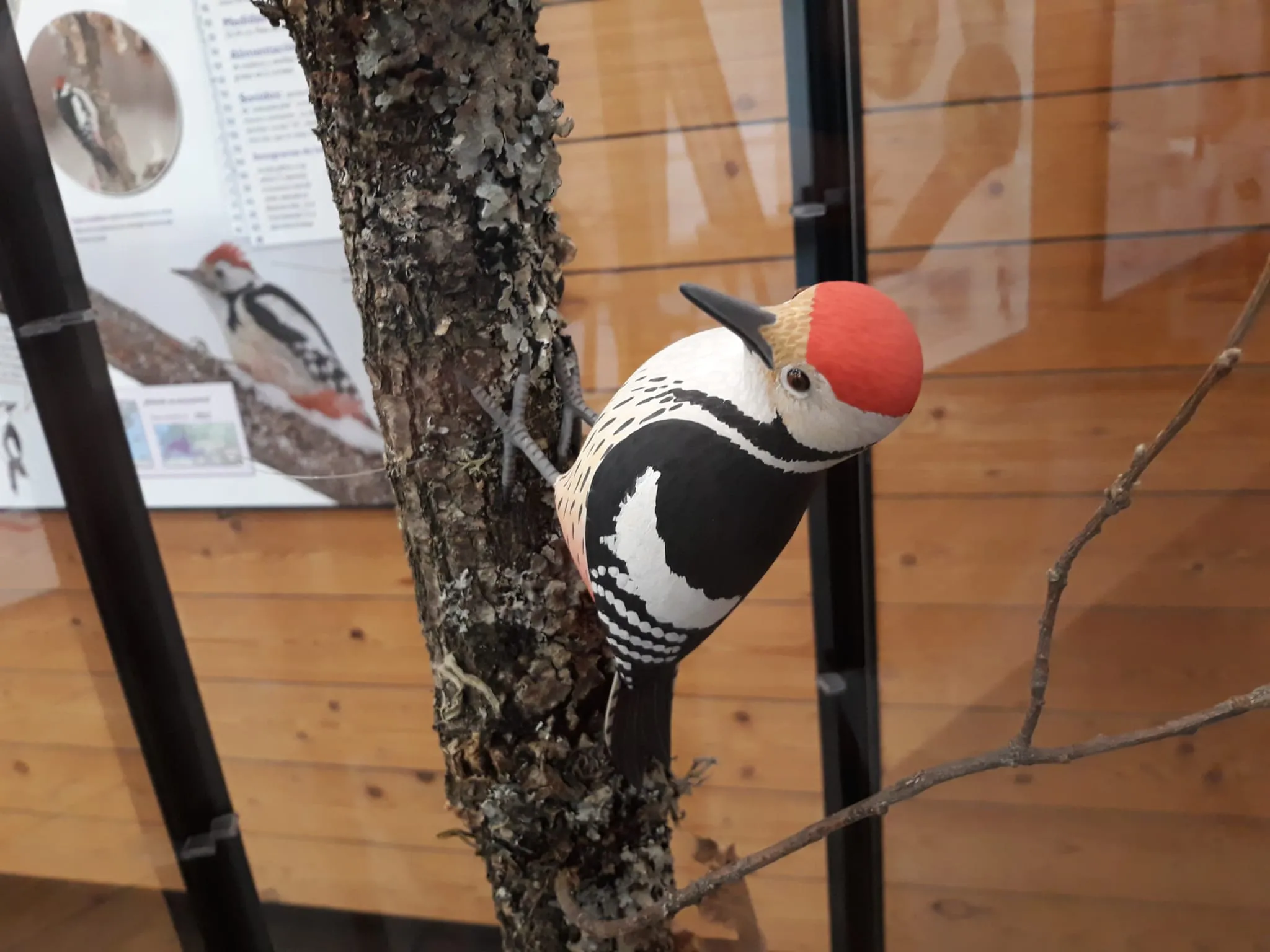 Tambores en los árboles suena en el Aula de Medio Ambiente de Caja de Burgos