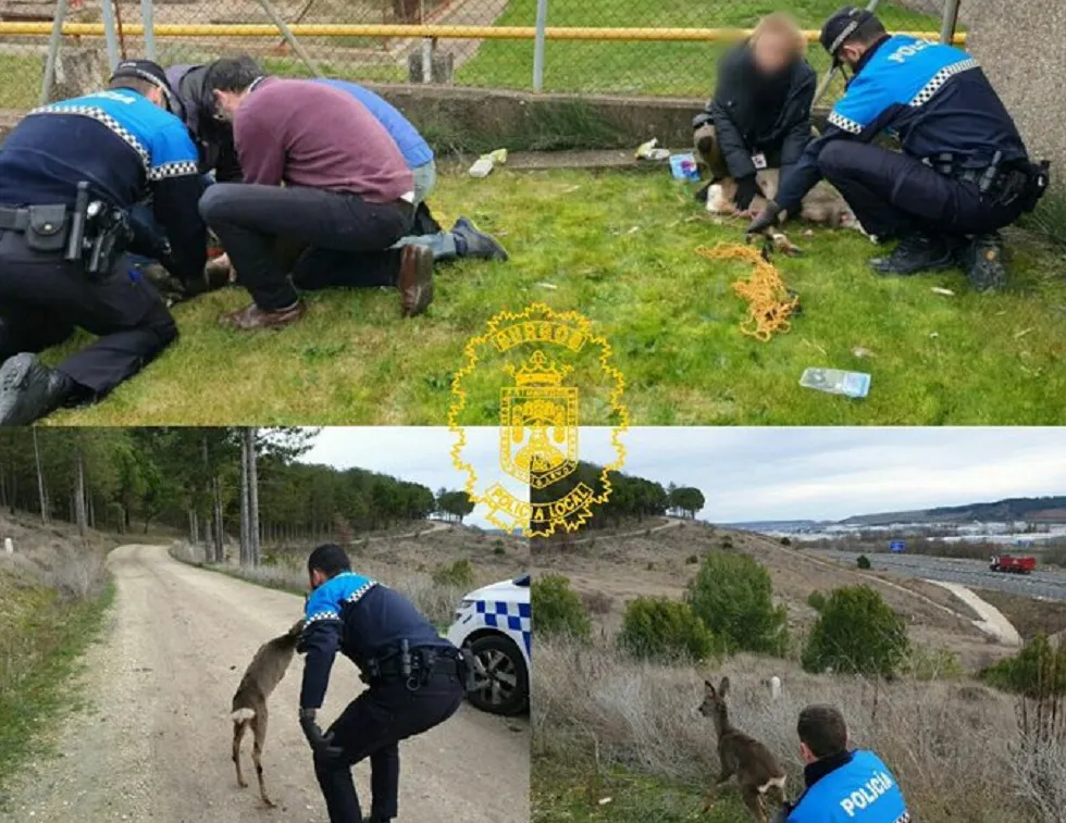 La Policía Local libera dos corzos que vagaban por el ITCL