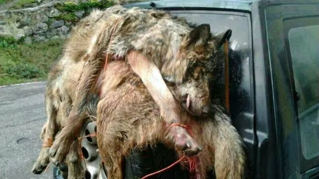 Dos furtivos cazando lobos son sorprendidos en un coto de caza en Burgos