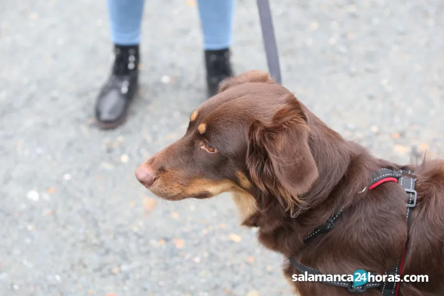 Un estudio confirma que las personas que se han criado con perros tienen un menor riesgo de padecer esquizofrenia