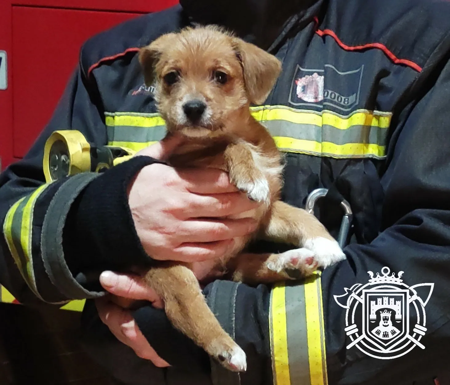 La Policía encuentra un cachorro cerca de la comisaría de Gamonal