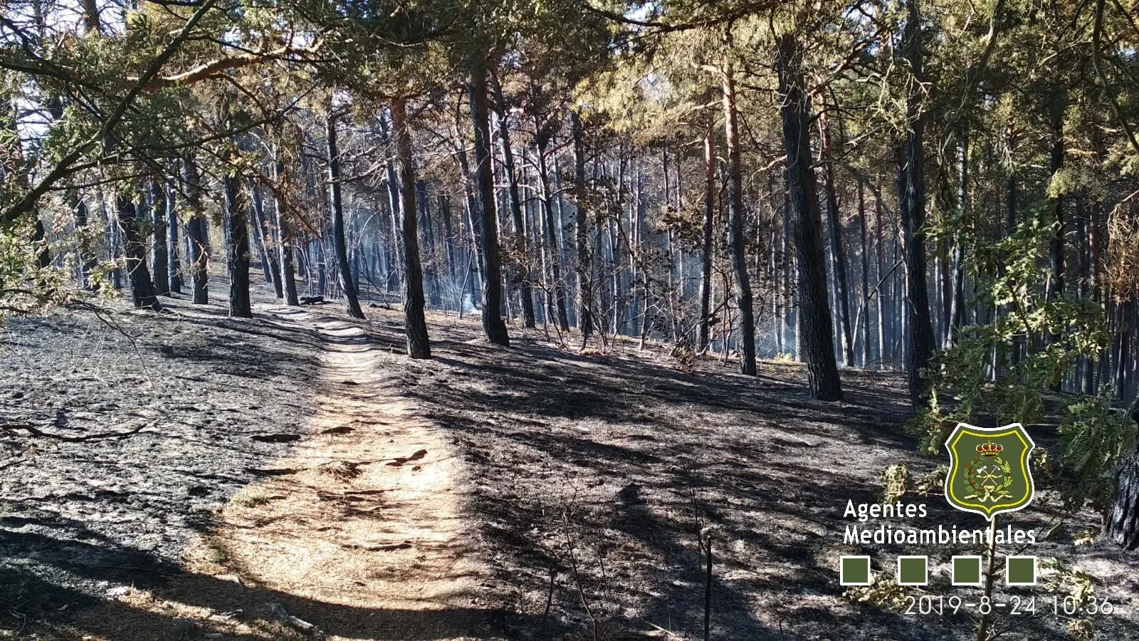Aprobados 4,1 M&euro; para tratamientos selvícolas preventivos de incendios forestales en las provincias de Ávila y Burgos