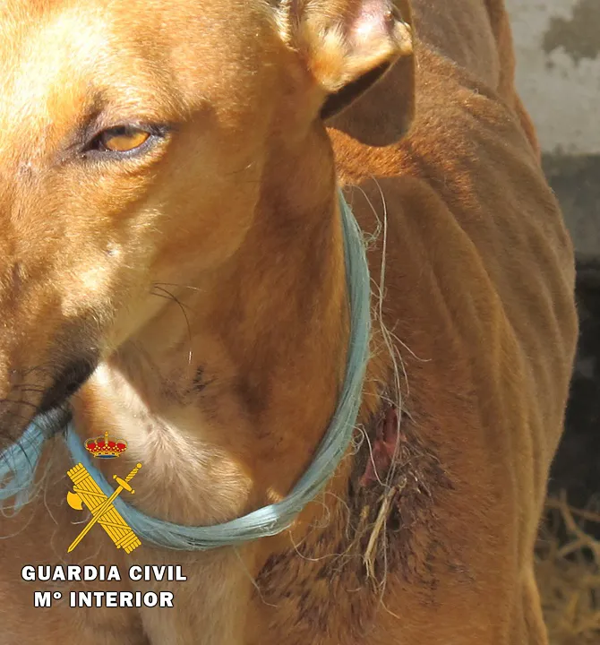 La Guardia Civil detecta una perrera ilegal en los extrarradios de la capital con 13 galgos