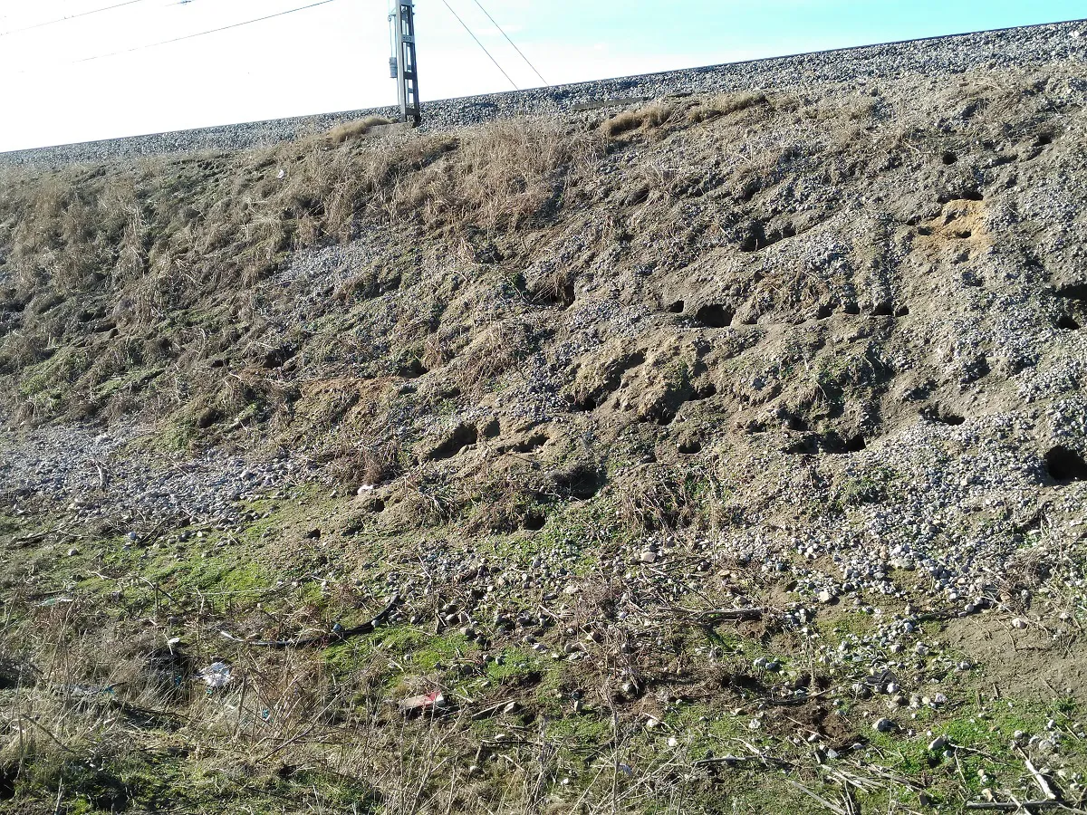 La Junta de Castilla y León autoriza la caza de conejos durante el estado de alarma en grupos de cuatro personas como máximo