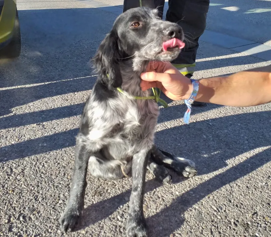 El Ayuntamiento establecerá que las salidas para pasear perros no podrán exceder los 250 metros a la redonda del domicilio