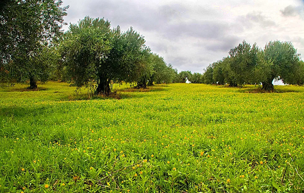 UPA informa que se amplian los plazos para contratar los seguros agrarios por el coronavirus