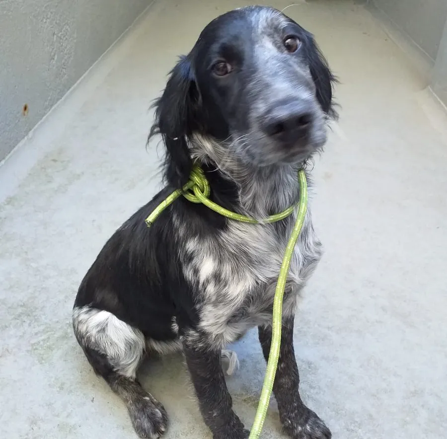 Los veterinarios difunden un decálogo para atender a las mascotas y recomendaciones para las clínicas veterinarias