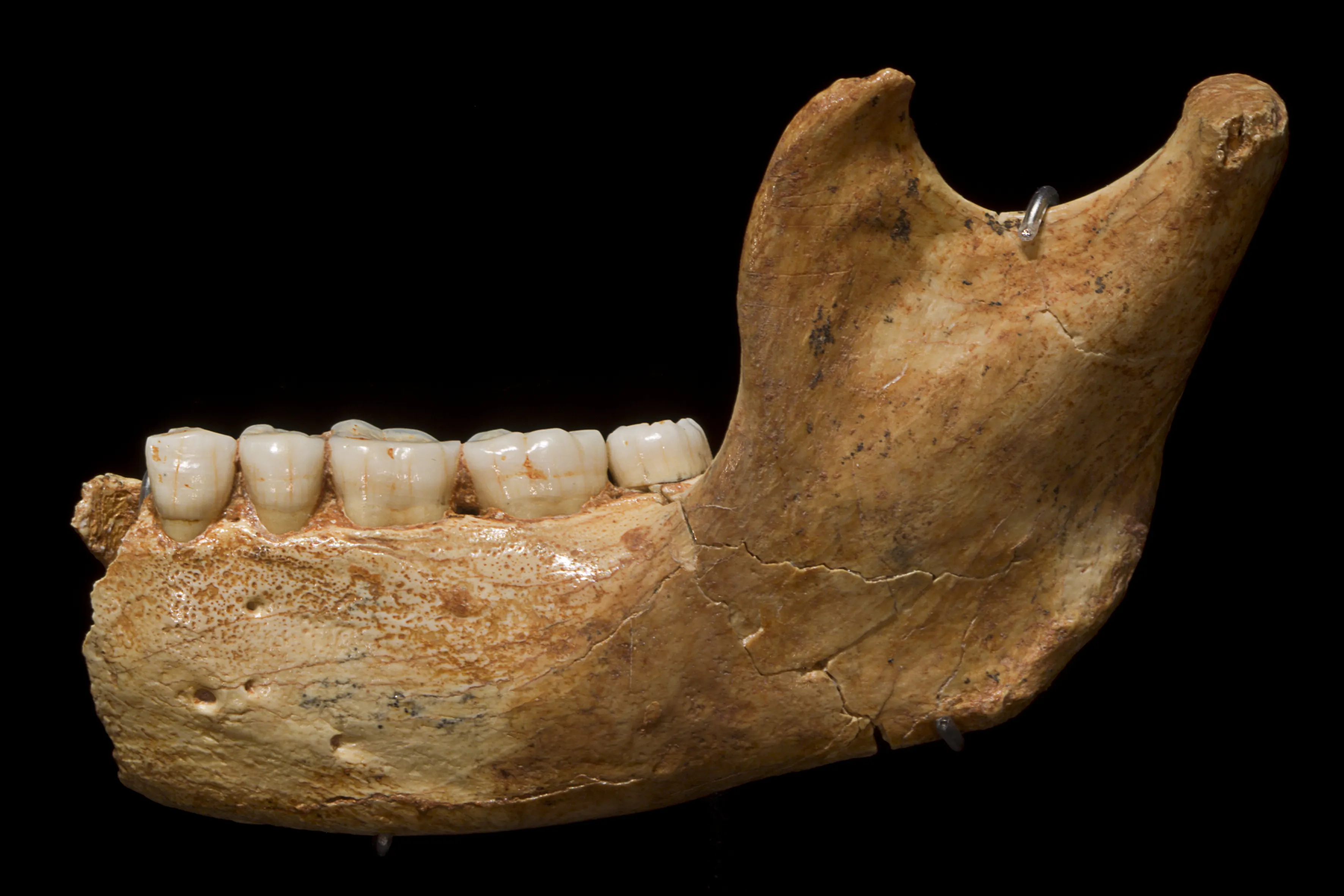El estudio de material proteínico de un diente de Homo antecessor de Atapuerca se convierte en la evidencia genética humana más antigua y aclara el debate sobre nuestros antepasados