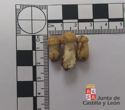 La Junta de Castilla y León intercepta a un hombre por recoger setas en la comarca de Sedano