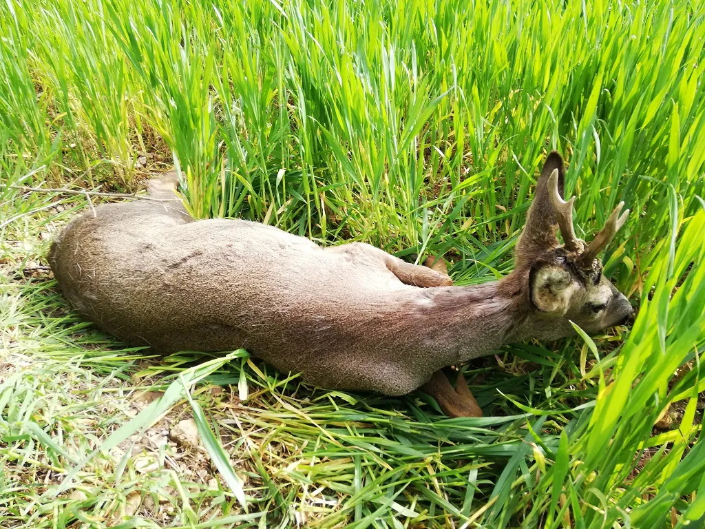Llaman a extremar la precaución en carretera por el masivo atropello de animales