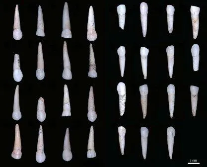 La dentición permite estimar el sexo de los individuos más jóvenes de Sima de los Huesos
