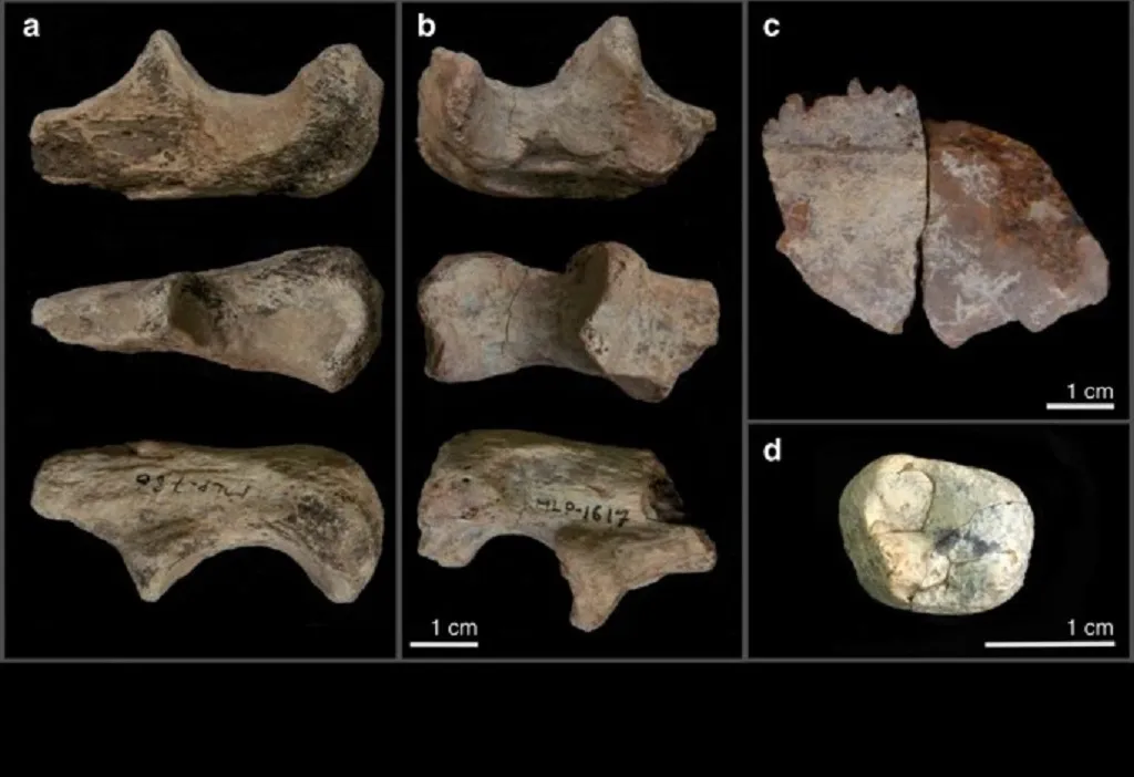 Cambios climáticos y medioambientales influyeron en el origen del género Homo