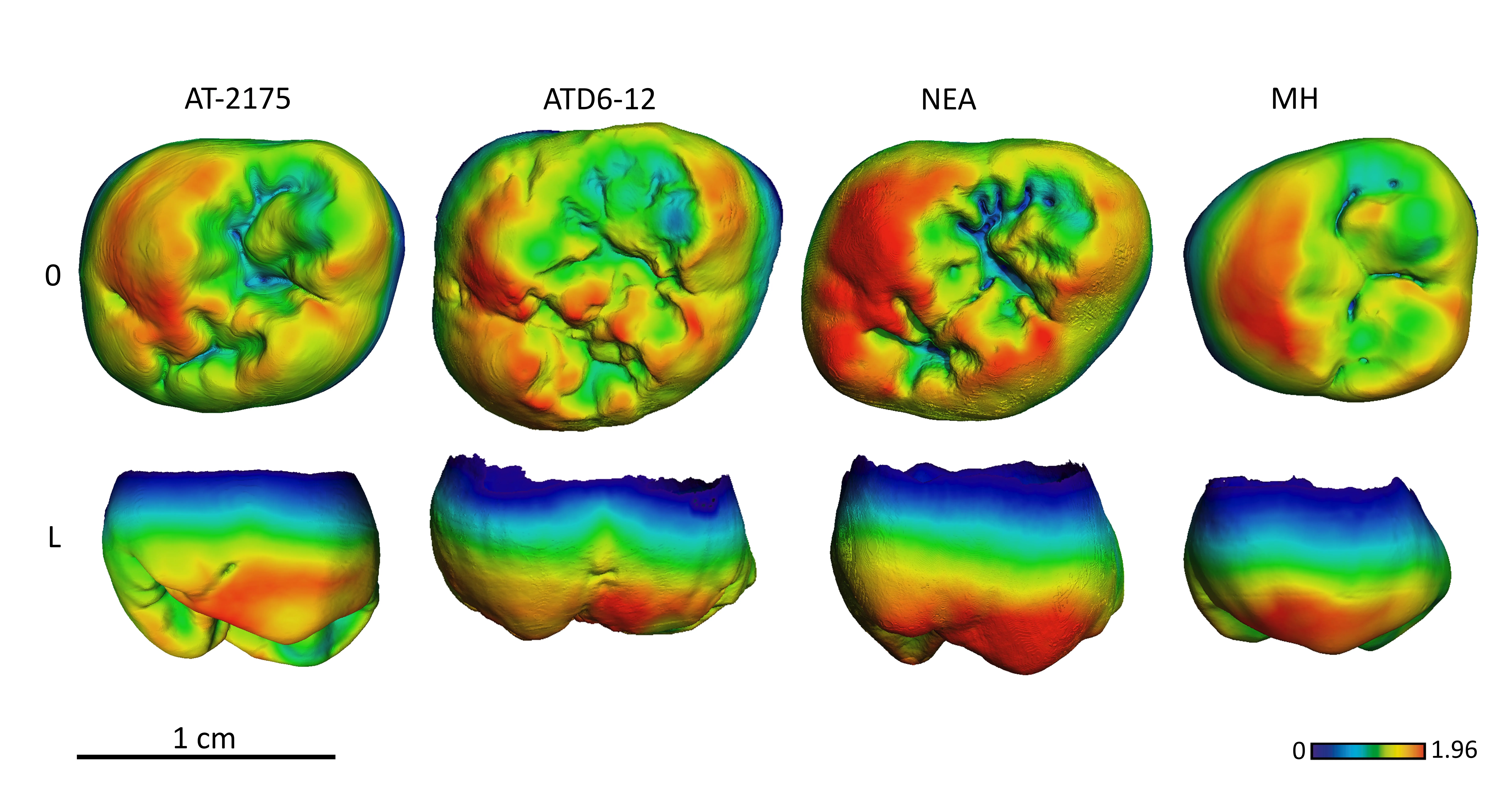 Los molares de Sima de los Huesos comparten características del tejido dental con Homo antecessor y neandertales