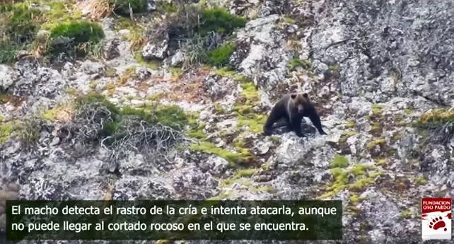 Primer caso documentado en la Cordillera Cantábrica de un oso pardo macho que mata a la madre de una cría y se alimenta con ella