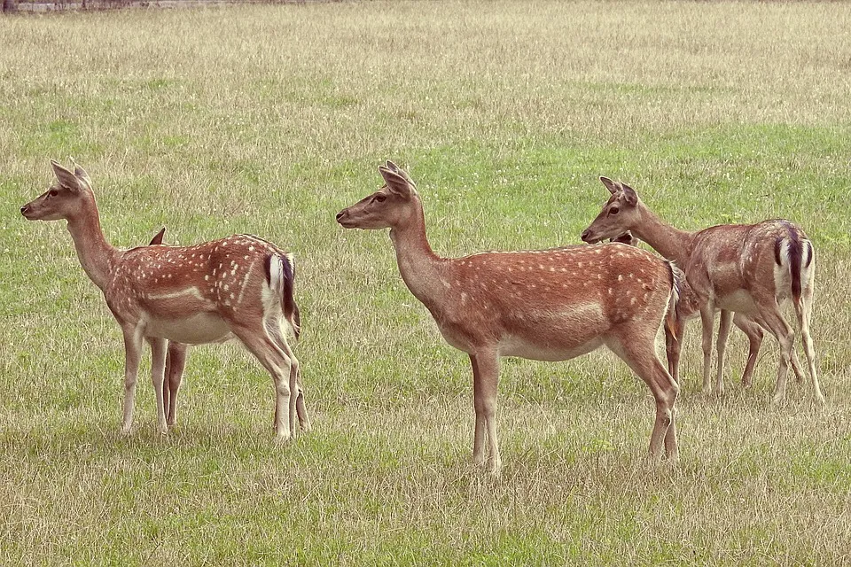Burgos, de las provincias de España con más accidentes por animales en la carretera