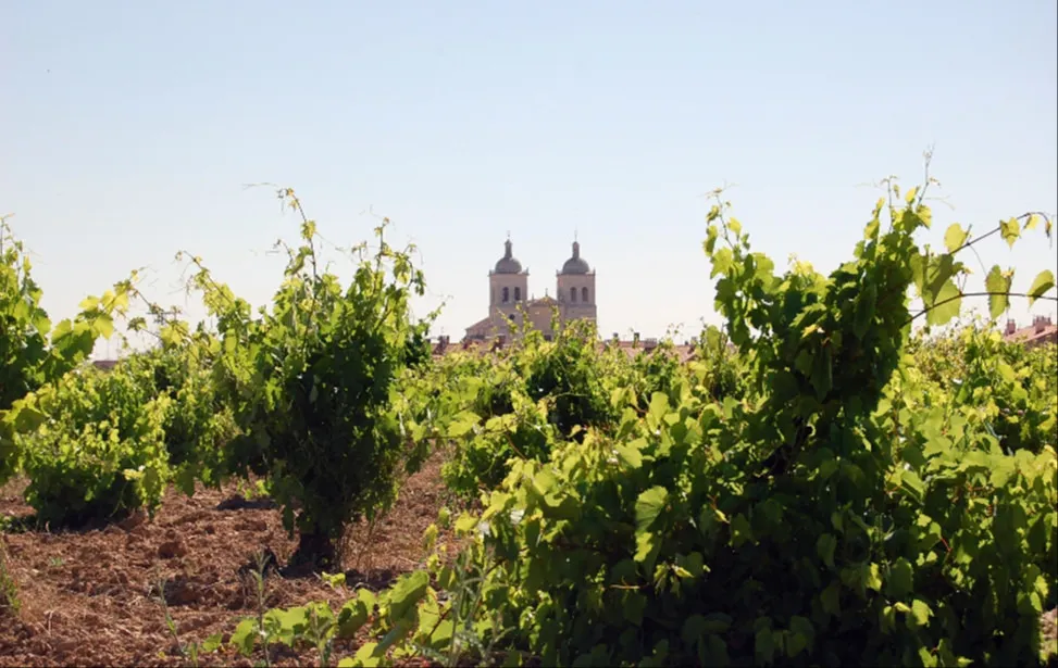 Economía y Empresa Burgos: Publicadas las ayudas para los viticultores afectados por el Covid-19