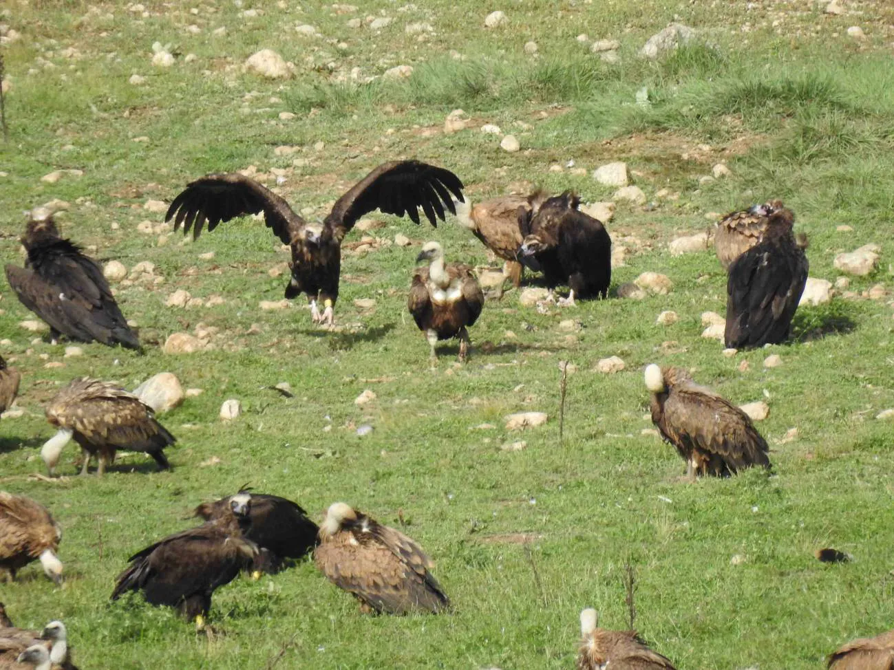 Casi 60 buitres negros han nacido en Pirineos en diez años gracias a su reintroducción