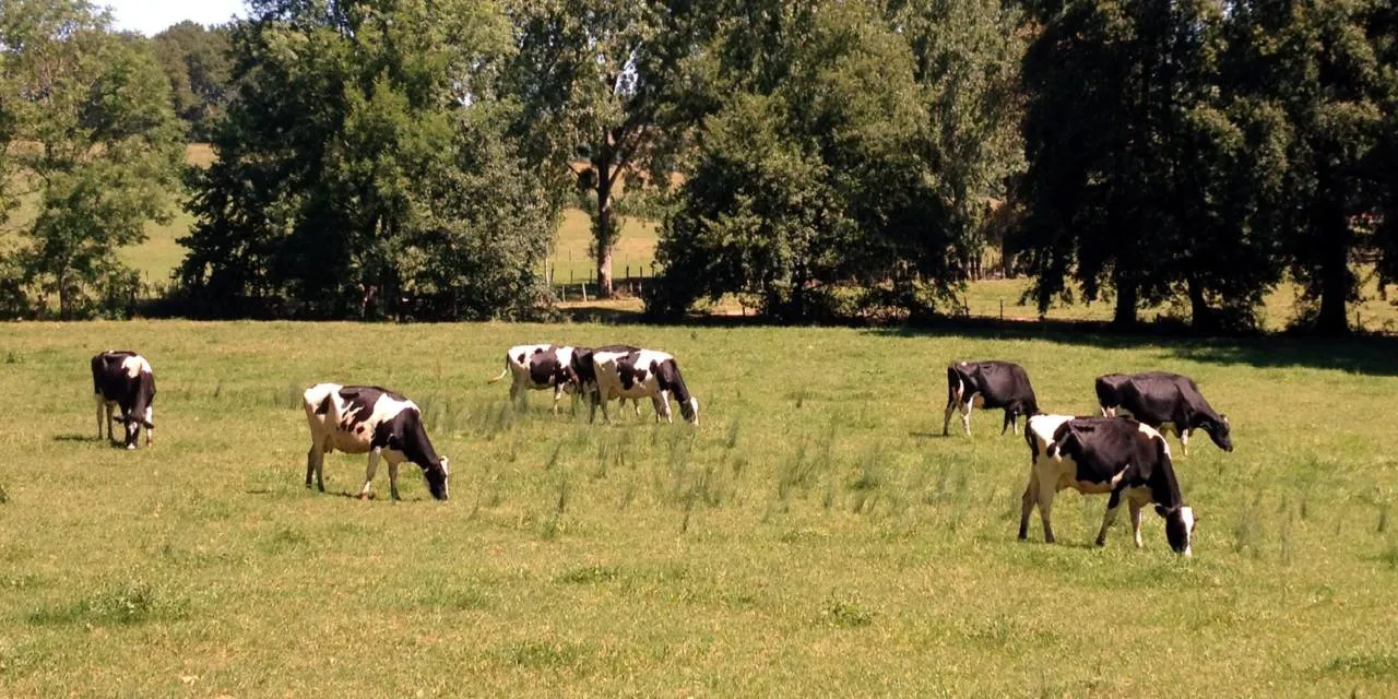 Agricultura, Ganadería y Desarrollo Rural concede más de 19 millones de euros en subvenciones para la transformación y comercialización de los productos agrarios, silvícolas y de la alimentación en Castilla y León