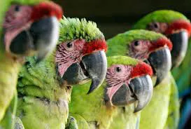 SEO/BirdLife y WWF presentan un informe sobre el impacto del envenenamiento de fauna en España en 25 años