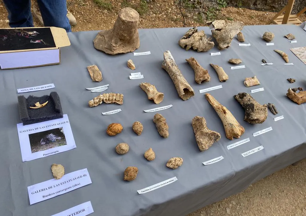Finaliza la campaña de excavaciones de Atapuerca, marcada por la crisis del covid-19