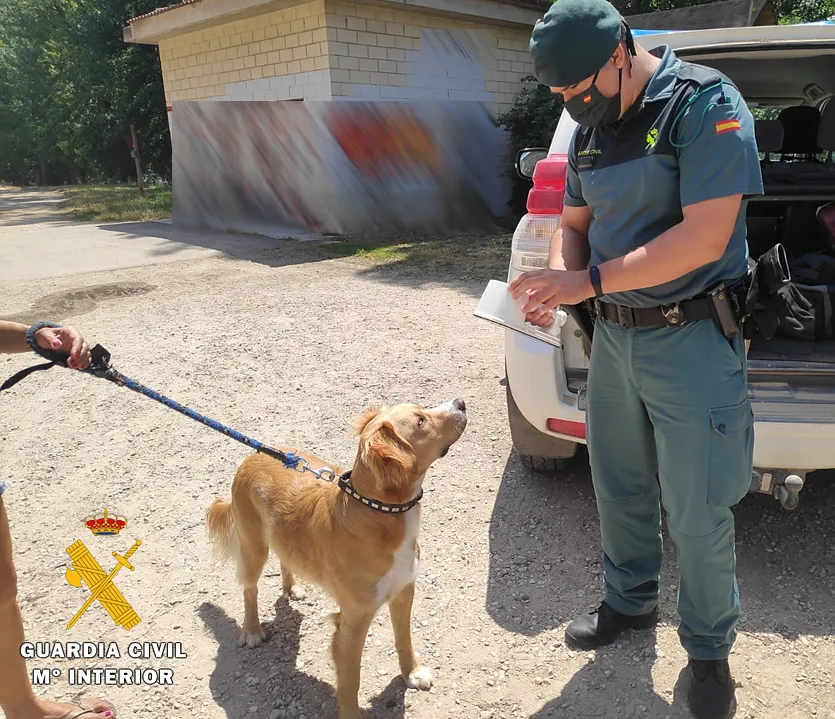 Detectan 159 infracciones por conductas en la tenencia y manejo de perros