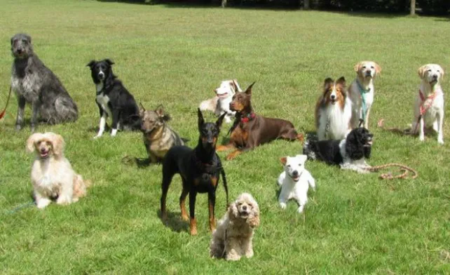 9 de cada 10 españoles prefieren ir de vacaciones con su perro