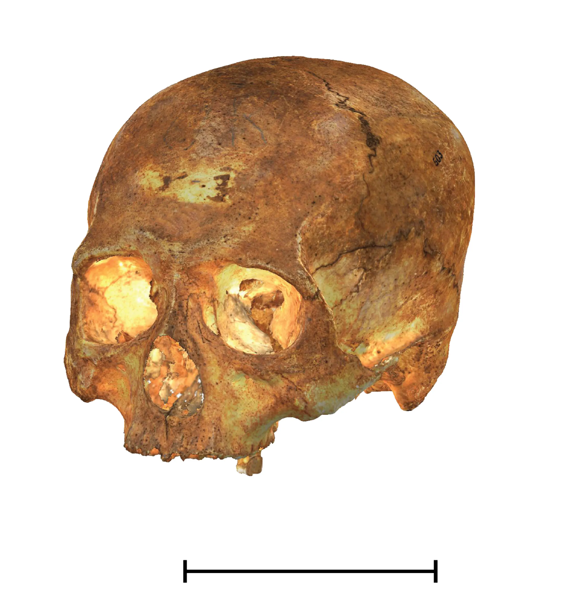 Reconstrucción sin precedentes en 3D de cráneos precolombinos del Caribe y Sudamérica