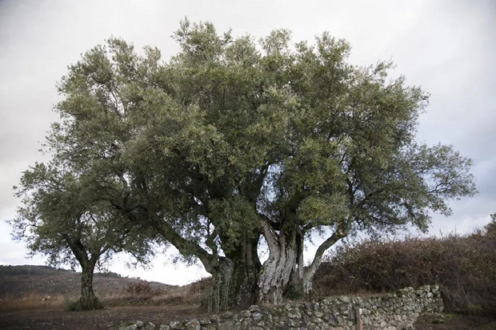 Los árboles más antiguos del mundo también son mortales