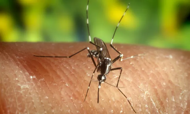 Mosquitos: qué funciona y qué no para que no nos chupen la sangre