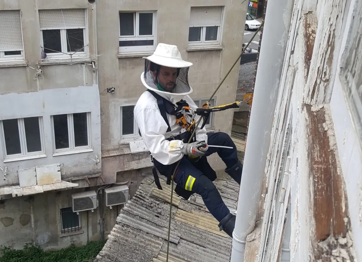 Avispas y abejas en edificios de Burgos movilizan a los bomberos