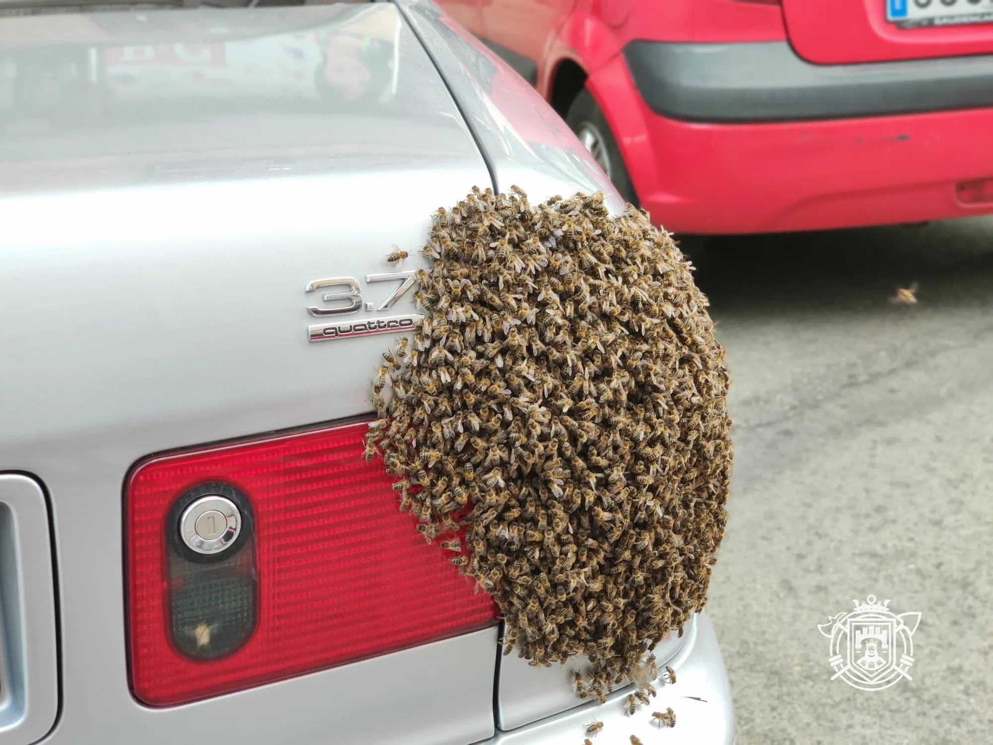 Un enjambre de abejas se instala en el exterior de un vehículo