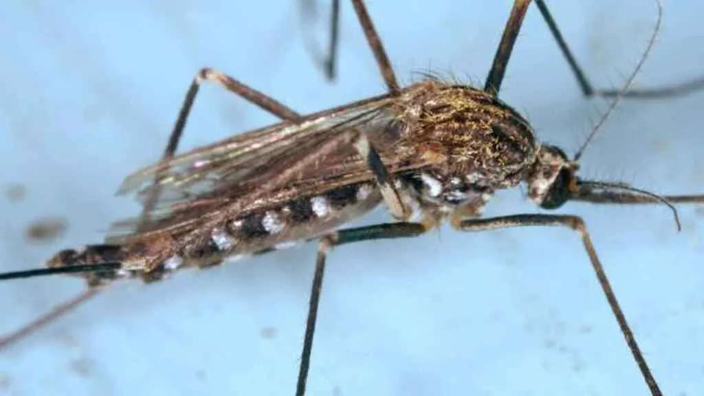El virus del Nilo podría extenderse por toda España, según un experto
