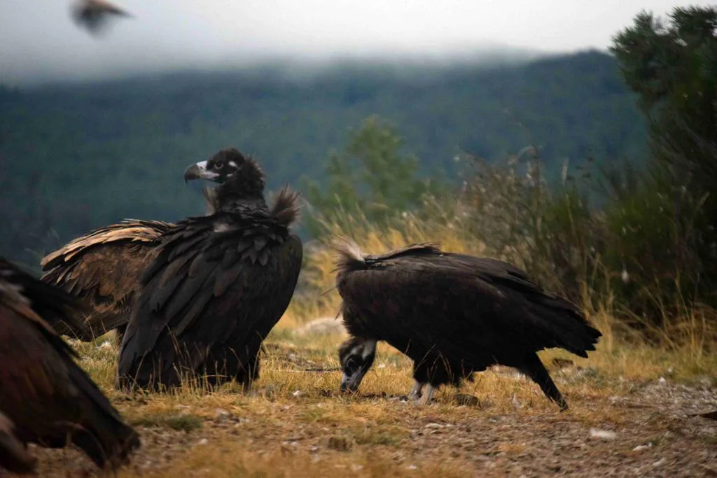 Los buitres acaparan en 2020 gran parte del trabajo de GREFA en favor de la fauna salvaje