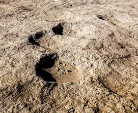 Huellas humanas proporcionan la evidencia más antigua de Homo sapiens en Arabia