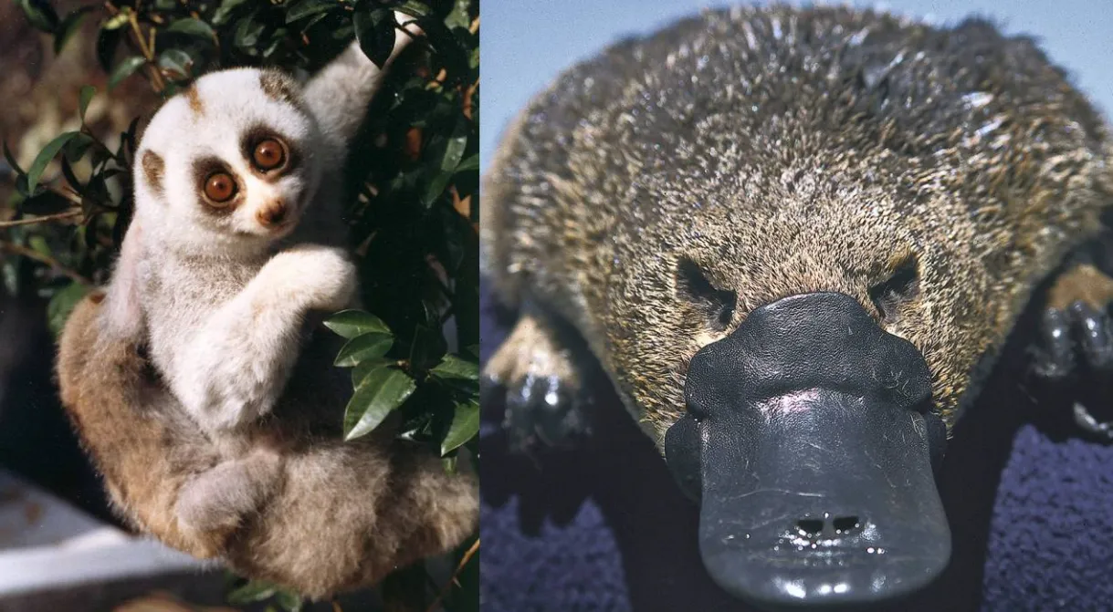 Estos mamíferos peludos y aparentemente adorables están cargados de veneno