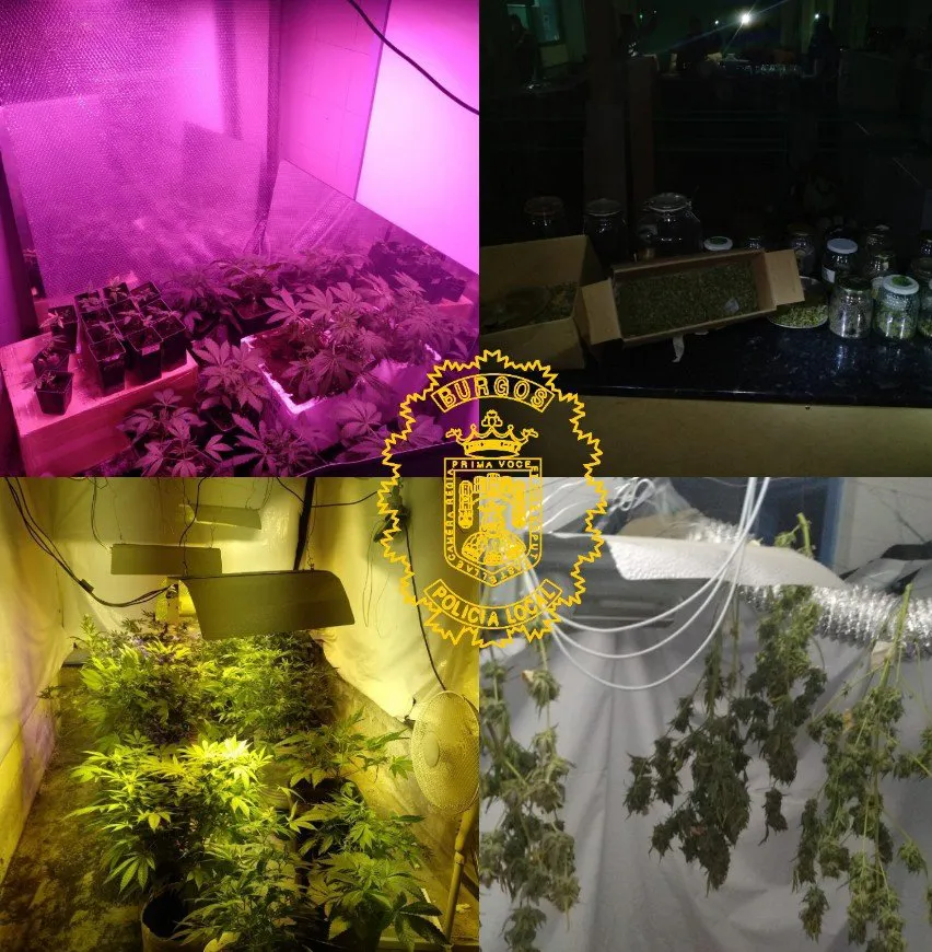 Policía Local localiza una plantación de marihuana en un sótano de Burgos